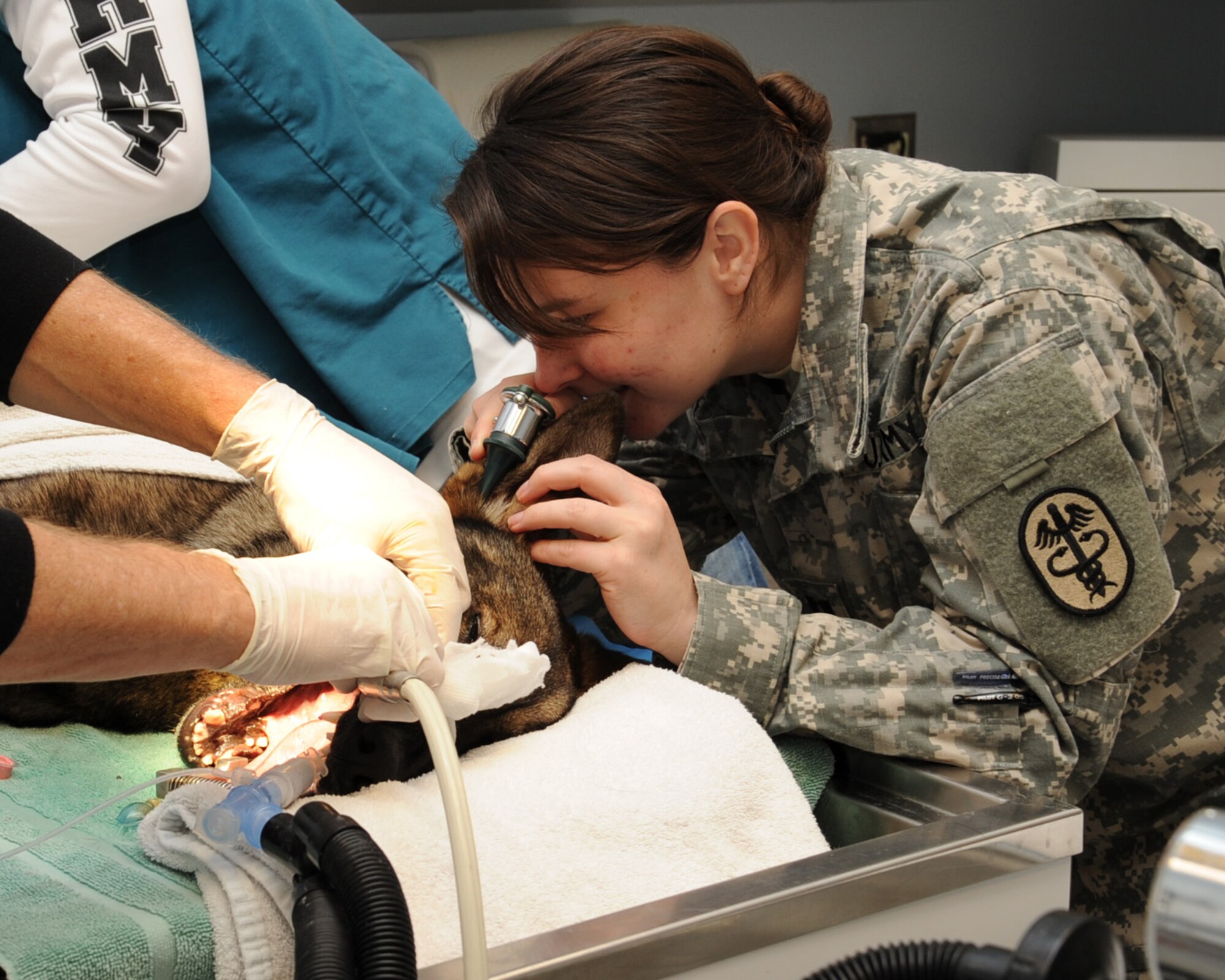 U.S. Army Capt. Melissa Singletary, Public Health Command, Louisiana Branch veterinary services chief, checks the ears of Rico, 2nd Security Forces Squadron military working dog, during a routine check-up at the Veterinarian Clinic on Barksdale Air Force Base, La., Feb. 21. MWD's are trained in areas of conducting patrols, narcotics, and explosive detection. Rico has been assigned to Barksdale for two years. (U.S. Air Force photo/Senior Airman Sean Martin)