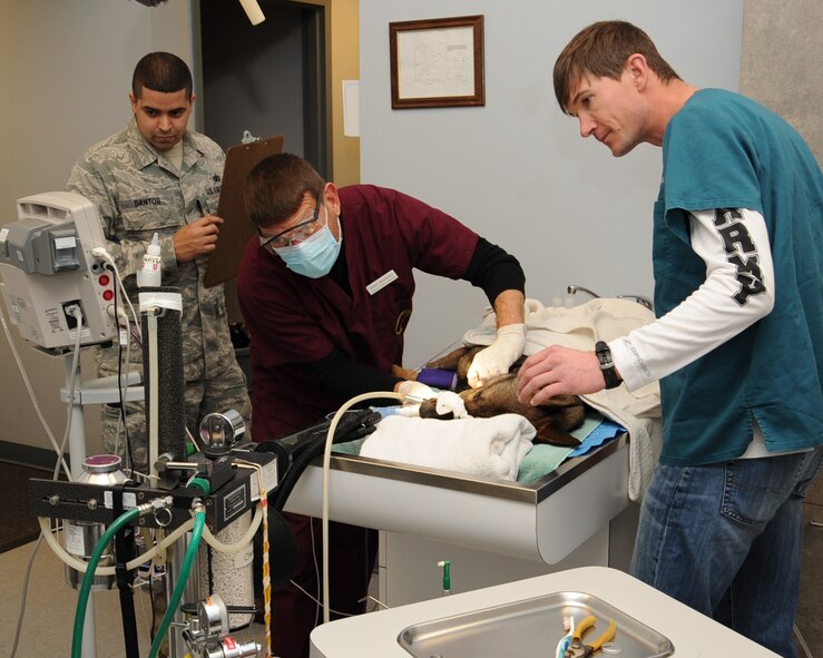 Rico, 2nd Security Forces Squadron military working dog, has his teeth examined during a routine cleaning at the Veterinarian Clinic on Barksdale Air Force Base, La., Feb. 21. Being able to train alongside one another, a MWD and his handler build a lot of trust within one another ensuring greater success in a deployed environment . (U.S. Air Force photo/Senior Airman Sean Martin)