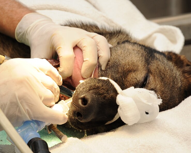 Rico, 2nd Security Forces Squadron military working dog, has his teeth examined during a routine cleaning at the Veterinarian Clinic on Barksdale Air Force Base, La., Feb. 21. MWD's attend a 90-180 day technical school located at Lackland Air Force Base, Texas. MWD handlers attend an 11-week course also at Lackland.  (U.S. Air Force photo/Senior Airman Sean Martin)