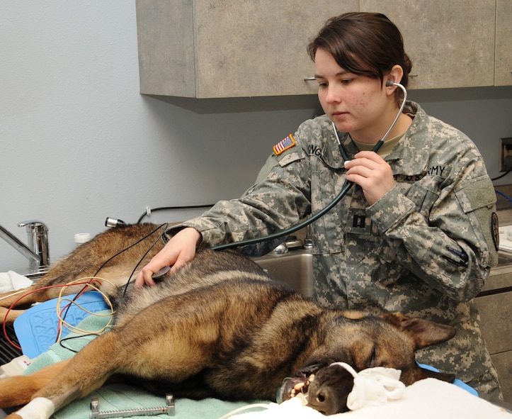 U.S. Army Capt. Melissa Singletary, Public Health Command, Louisiana Branch veterinary services chief, checks the vitals of Rico, 2nd Security Forces Squadron military working dog, during a routine check-up at the Veterinarian Clinic on Barksdale Air Force Base, La., Feb. 21. MWD's are trained in areas of patrols, narcotics, and explosive detection. Rico has been assigned to Barksdale for two years. (U.S. Air Force photo/Senior Airman Sean Martin)