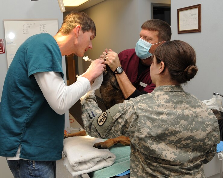 Mike Ratcliff, Public Health Command, Louisiana Branch veterinary services veterinarian, inserts a breathing tube into Rico, 2nd Security Forces Squadron military working dog, during a routine cleaning at the Veterinarian Clinic on Barksdale Air Force Base, La., Feb. 21. Rico will be deploying for his second tour where he will be part of a patrol team conducting missions throughout Afghanistan. (U.S. Air Force photo/Senior Airman Sean Martin)