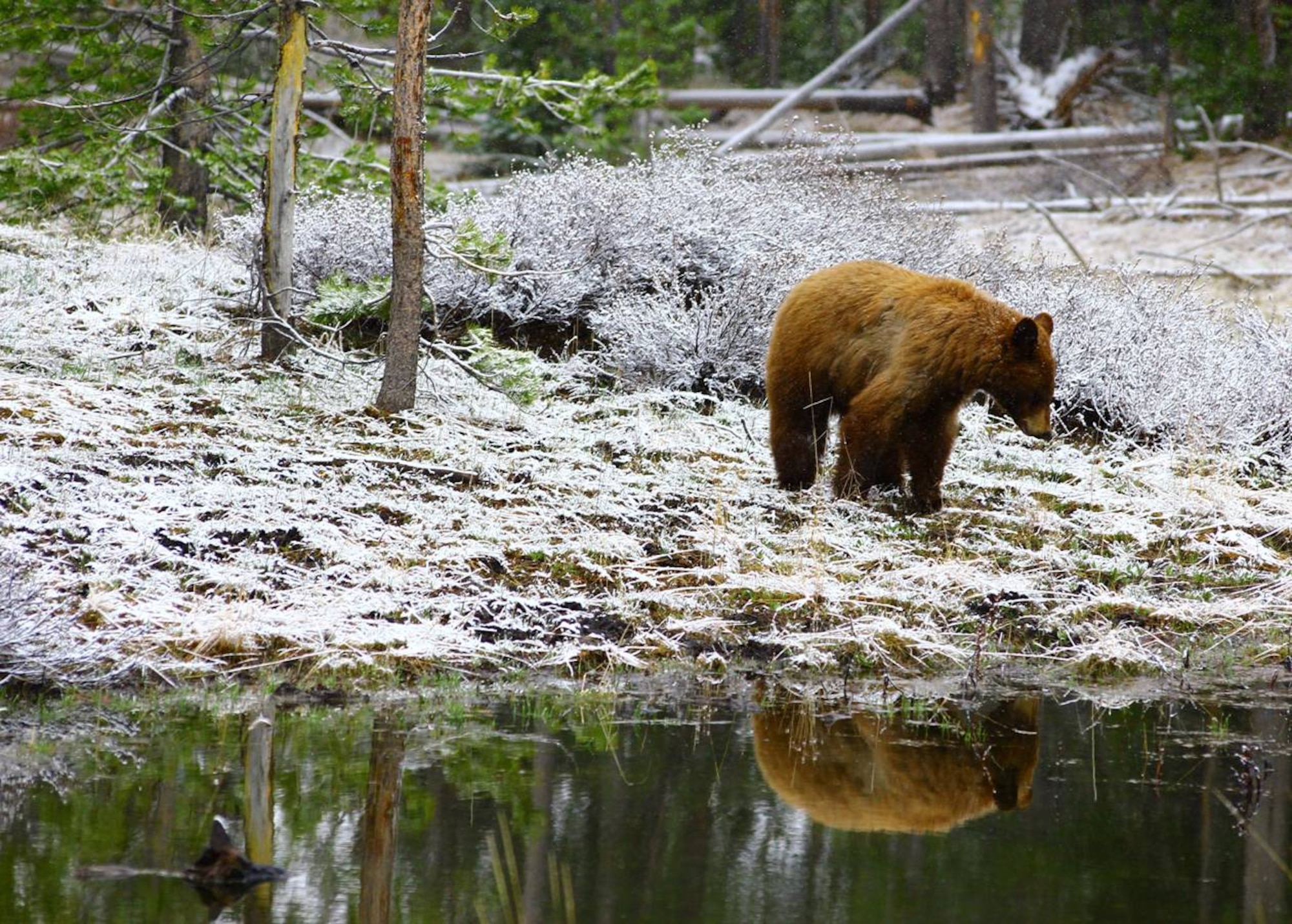 Master Sgt. Raymond Nelson, 819th RED HORSE Squadron airfields NCO in charge, was recently named the winner of the 341st Missile Wing Public Affairs Quarterly Amateur Photo Contest, for his photograph titled ‘Bear Essentials.’ Nelson’s winning photograph of a grizzly bear overlooking a river was taken in early spring 2012 at Yellowstone. (Courtesy photo) 