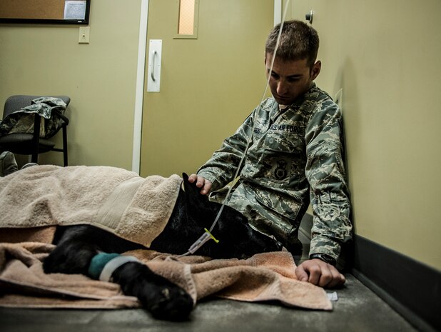 Staff Sgt. Brandon Edwards, 628th Security Forces Squadron K-9 handler, sits with Military Working Dog Shark, assigned to the 628th SFS, after the dog underwent a root canal and teeth cleaning Feb. 20, 2013, at the Veterinary Clinic at Joint Base Charleston – Air Base, S.C. Shark works on both the Air Base and Weapons Station at JB Charleston. (U.S. Air Force photo/ Senior Airman Dennis Sloan)