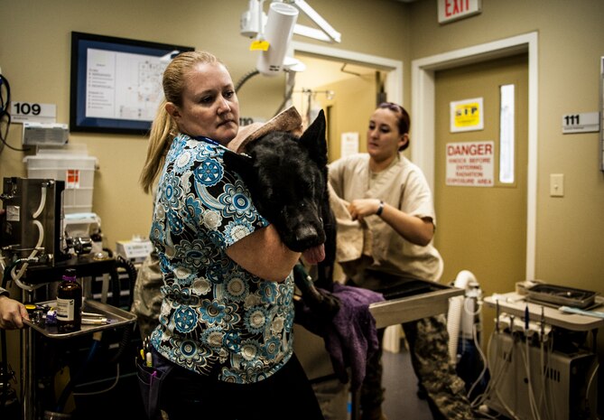 Kristen Davis, a veterinary technician at the JB Charleston Veterinary Clinic, carries Shark, a Military Working Dog assigned to the 628th Security Forces Squadron, from the operating table to a medical room after the dog received a root canal and teeth cleaning Feb. 20, 2013, at the Veterinary Clinic at Joint Base Charleston – Air Base, S.C. Shark works on both the Air Base and Weapons Station at JB Charleston. (U.S. Air Force photo/ Senior Airman Dennis Sloan))