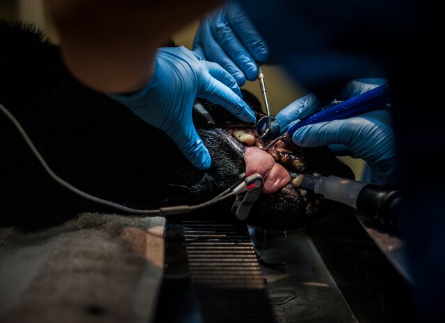 Technical Sgt. Aimee Edwards, 628th Medical Group Dental Clinic noncommissioned officer in charge of clinical dentistry, cleans Military Working Dog Shark’s teeth, Feb. 20, 2013, at the Veterinary Clinic at Joint Base Charleston – Air Base, S.C.  Shark is assigned to the 628th Security Forces Squadron. (U.S. Air Force photo/ Senior Airman Dennis Sloan)