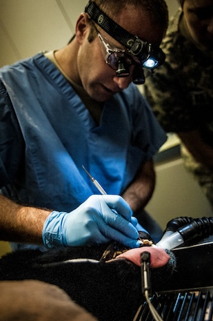 Major Brent Waldman, 628th Medical Group Dental Clinic general dentist, uses a drill to perform a root canal on Shark, a Military Working Dog assigned to the 628th Security Forces Squadron Feb. 20, 2013, at the Veterinary Clinic at Joint Base Charleston – Air Base, S.C. Shark was under anesthesia while he received a root canal and a teeth cleaning. Shark works on both the Air Base and Weapons Station at JB Charleston. (U.S. Air Force photo/ Senior Airman Dennis Sloan)