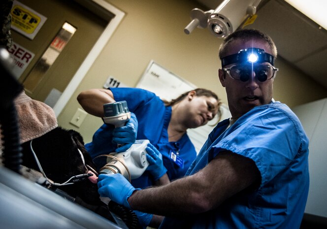 Major Brent Waldman, 628th Medical Group Dental Clinic general dentist, and Kathy Dietrich, 628th MDG Dental Clinic assistant, perform an X-Ray on Military Working Dog Shark, assigned to the 628th Security Forces Squadron, before a root canal and teeth cleaning Feb. 20, 2013, at JB Charleston – Air Base, S.C. Shark works on both the Air Base and Weapons Station at JB Charleston. (U.S. Air Force photo/ Senior Airman Dennis Sloan)