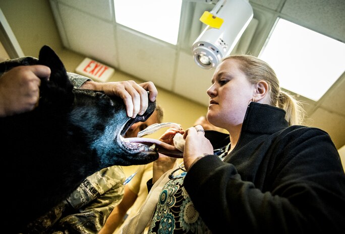 Kristen Davis, a veterinary technician at the Joint Base Charleston Veterinary Clinic, places a breathing tube down Military Working Dog Shark’s throat before a root canal and teeth cleaning Feb. 20, 2013, at JB Charleston – Air Base, S.C. Shark is assigned to the 628th Security Forces Squadron and works on both the Air Base and Weapons Station at JB Charleston. (U.S. Air Force photo/ Senior Airman Dennis Sloan)