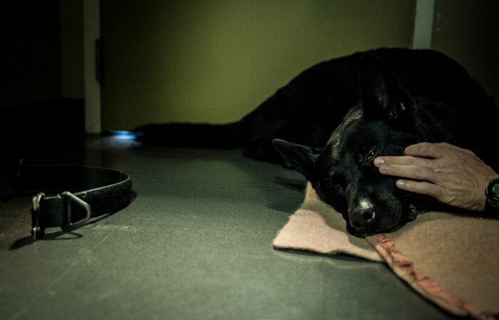 Military Working Dog Shark, assigned to the 628th Security Forces Squadron, rests after being given anesthesia before a root canal and teeth cleaning Feb. 20, 2013, at the Veterinary Clinic at Joint Base Charleston – Air Base, S.C. Shark works on both the Air Base and Weapons Station at JB Charleston. (U.S. Air Force photo/ Senior Airman Dennis Sloan)