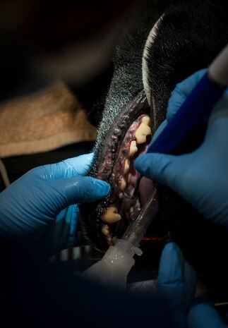 Technical Sgt. Aimee Edwards, 628th Medical Group Dental Clinic noncommissioned officer in charge of clinical dentistry, cleans Military Working Dog Shark’s teeth Feb. 20, 2013, at the Veterinary Clinic at Joint Base Charleston – Air Base, S.C. Shark, is assigned to the 628th Security Forces Squadron, was under anesthesia while he received a root canal and a teeth cleaning. (U.S. Air Force photo/ Senior Airman Dennis Sloan)