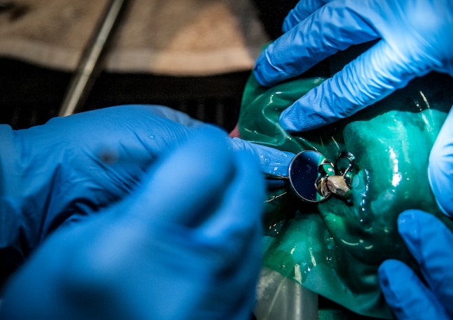 Major Brent Waldman, 628th Medical Group Dental Clinic general dentist, uses a mirror to examine a root canal performed on Military Working Dog Shark, 628th Security Forces Squadron, Feb. 20, 2013, at the Veterinary Clinic at Joint Base Charleston – Air Base, S.C. Waldman has been a general dentist at JB Charleston and performs dental operations on MWD’s when they are needed. (U.S. Air Force photo/ Senior Airman Dennis Sloan)