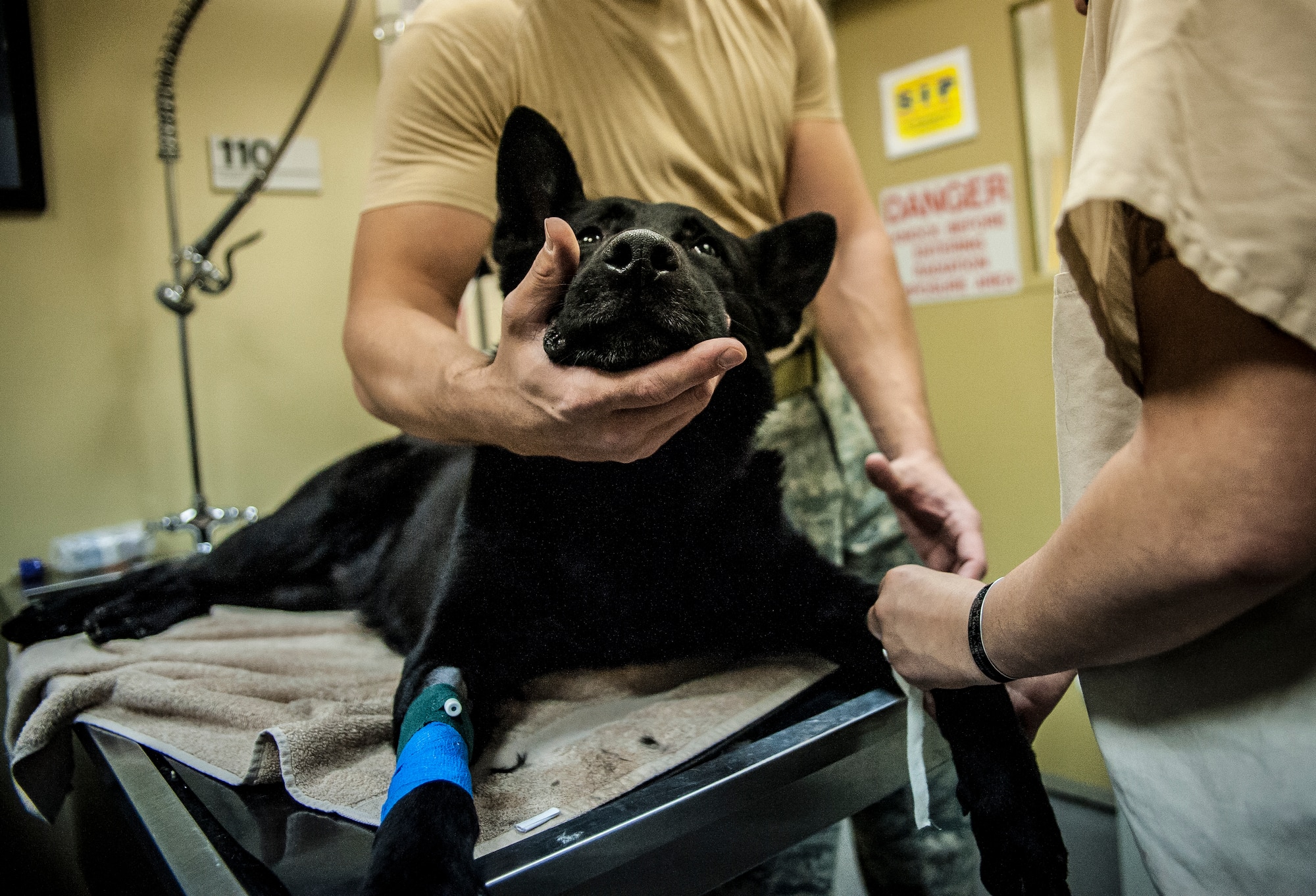 Military Working Dog Shark, assigned to the 628th Security Forces Squadron, is placed on the operating table before his root canal surgery and teeth cleaning Feb. 20, 2013, at the Veterinary Clinic at Joint Base Charleston – Air Base, S.C. Shark works on both the Air Base and Weapons Station at JB Charleston. (U.S. Air Force photo/ Senior Airman Dennis Sloan)