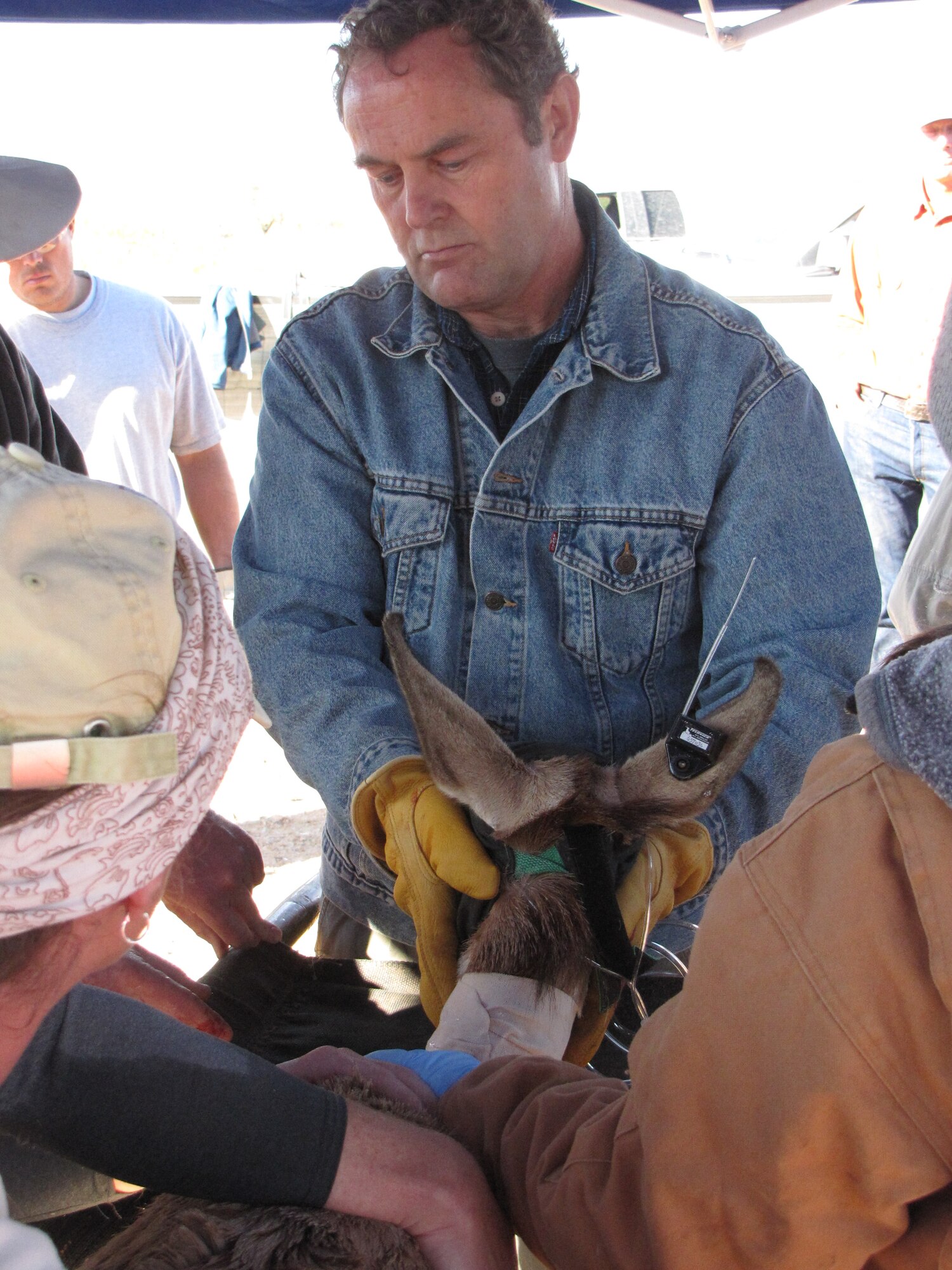 Dan Garcia, 56th Range Management Office En­vironmental Sciences chief, holds the head of a pronghorn while the marking and veterinary team members process it for relocation. (Courtesy photo/Aaron Alvidrez)