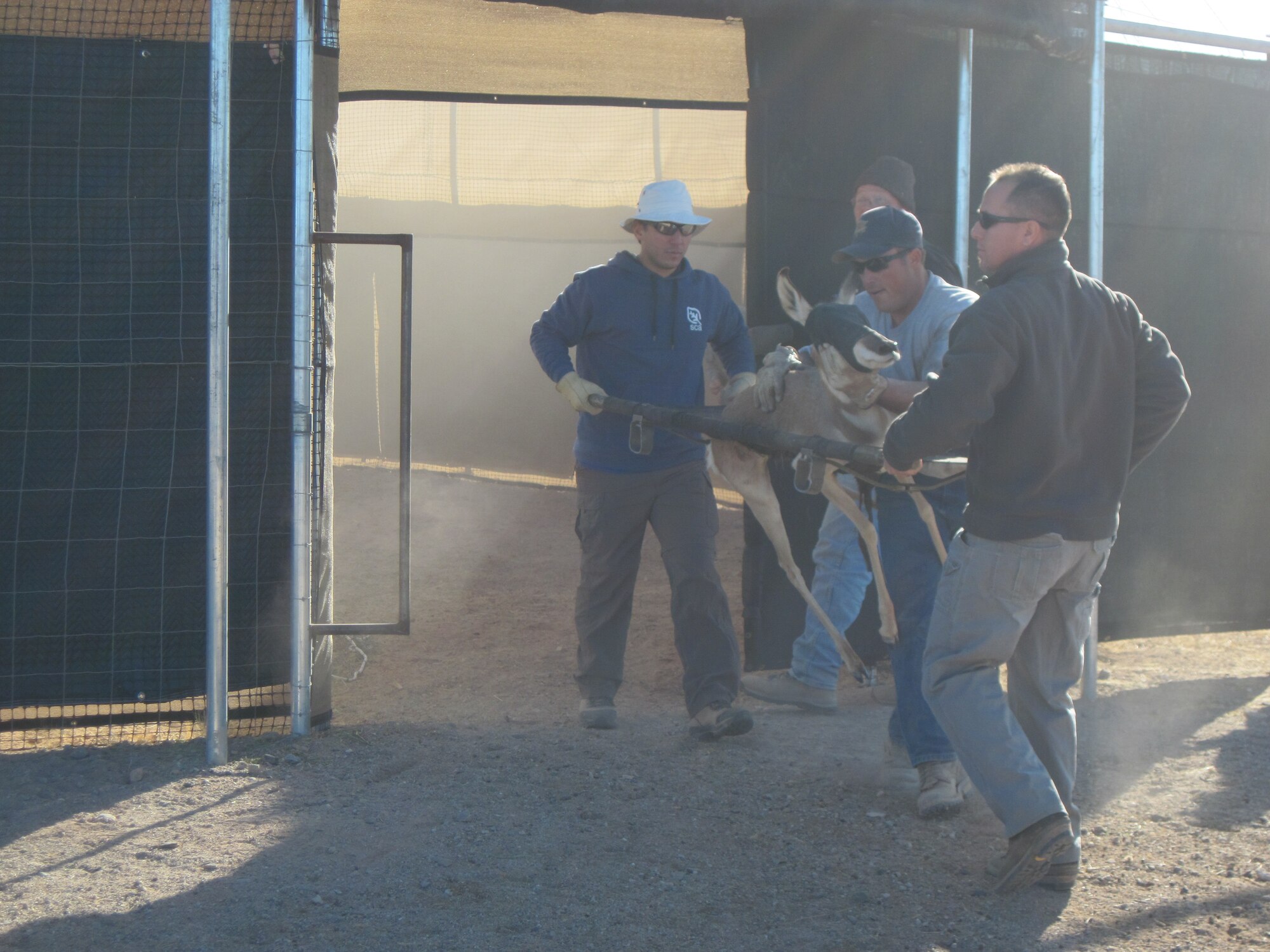 Team members carry a pronghorn from the enclosure to the waiting veterinary and marking teams. Once complete, individual instructions will be provided as to where the pronghorn will go from there. A veterinarian and technician accompany each helicopter transfer of the animals. (Courtesy photo/Dan Garcia)