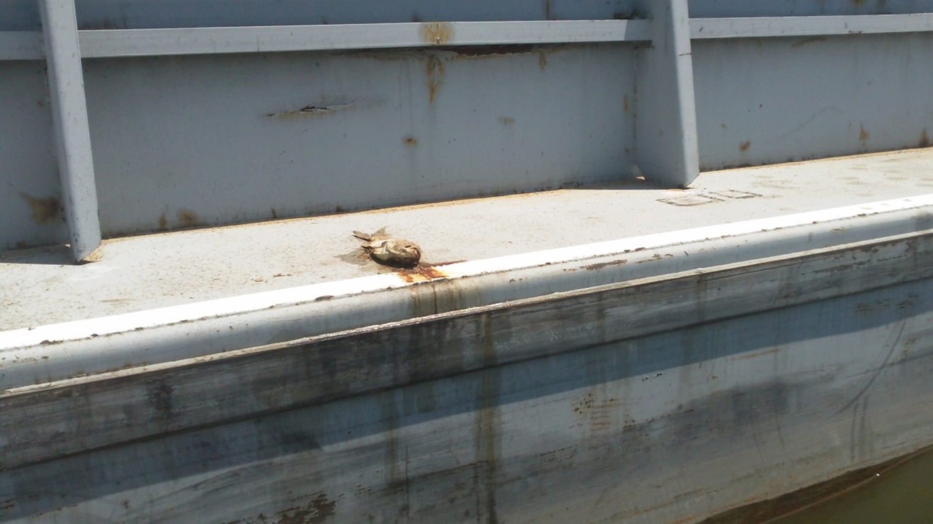 DNA seeps into water from a dead silver carp on a barge. Asian carp DNA surveillance programs determine the presence of Asian carp by detecting the genetic material (DNA from shed cells in slime, feces, urine, etc.) in water samples to correlate DNA detection with the possible presence of invasive silver carp or bighead carp.
