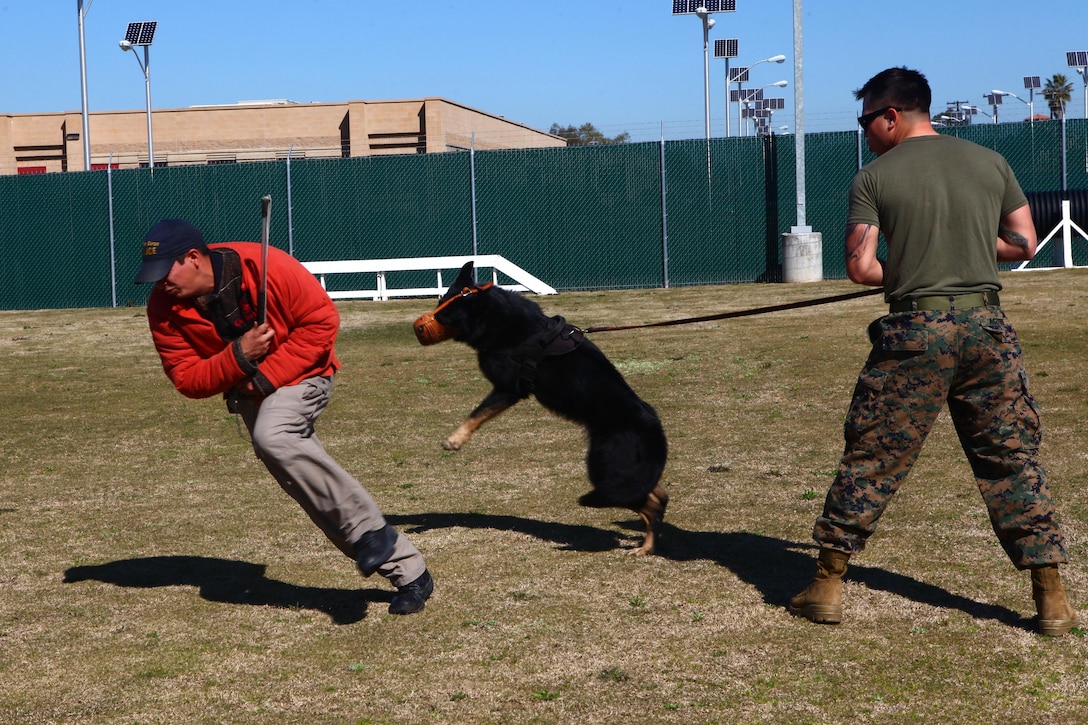 Officer Eric Vega, left, a military working dog handler with the Provost Marshal's Office Kennel and an Anaheim, Calif., native, runs from Cpl. Nicholas Aguirre, right, a handler with the kennel and a Banning, Calif., native, and his partner Lutyo, center, during a muzzled aggression demonstration at the PMO Kennel aboard Marine Corps Air Station Miramar, Calif., Feb. 13. According to Vega, Aguirre and Lutyo have been paired with each other for one month and already seem to be doing well together.