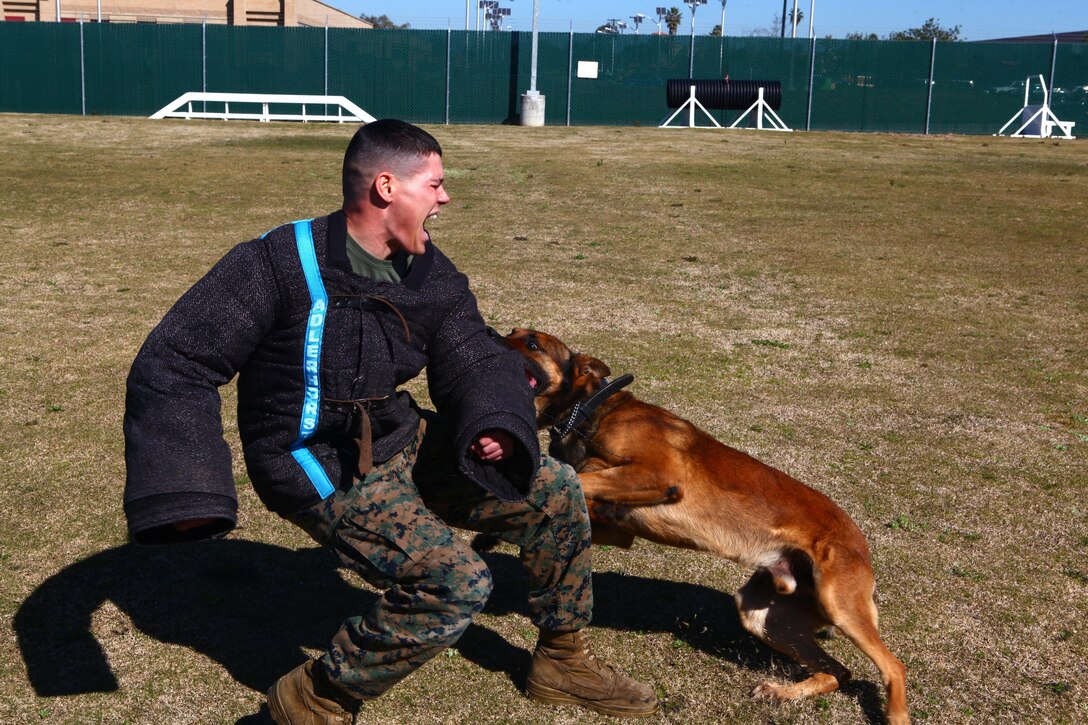 Cpl. Michael Davis, a military working dog handler with the Provost Marshal's Office Kennel and a Bonanza, Ore., native, takes a bite from Astor during aggression training at the PMO Kennel aboard Marine Corps Air Station Miramar, Calif., Feb. 13. Handlers like Davis allow dogs to bite them while practicing aggression training.