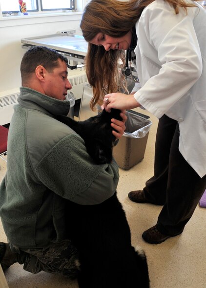 Tech. Sgt. Levi Wilson assists the base veterinarian, Katie Dull, as she examines a military working dog's gums at the clinic at Fairchild Air Force Base, Wash., Feb. 6, 2013. MWD Bonno recently had a tooth extracted and was being seen for a follow up with Dull. (U.S. Air Force photo by Senior Airman Mary O'Dell)