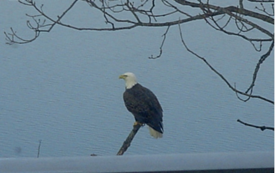 A Bald Eagle was spotted near the Blue Marsh Lake Visitor's Center Feb. 24, 2013. 