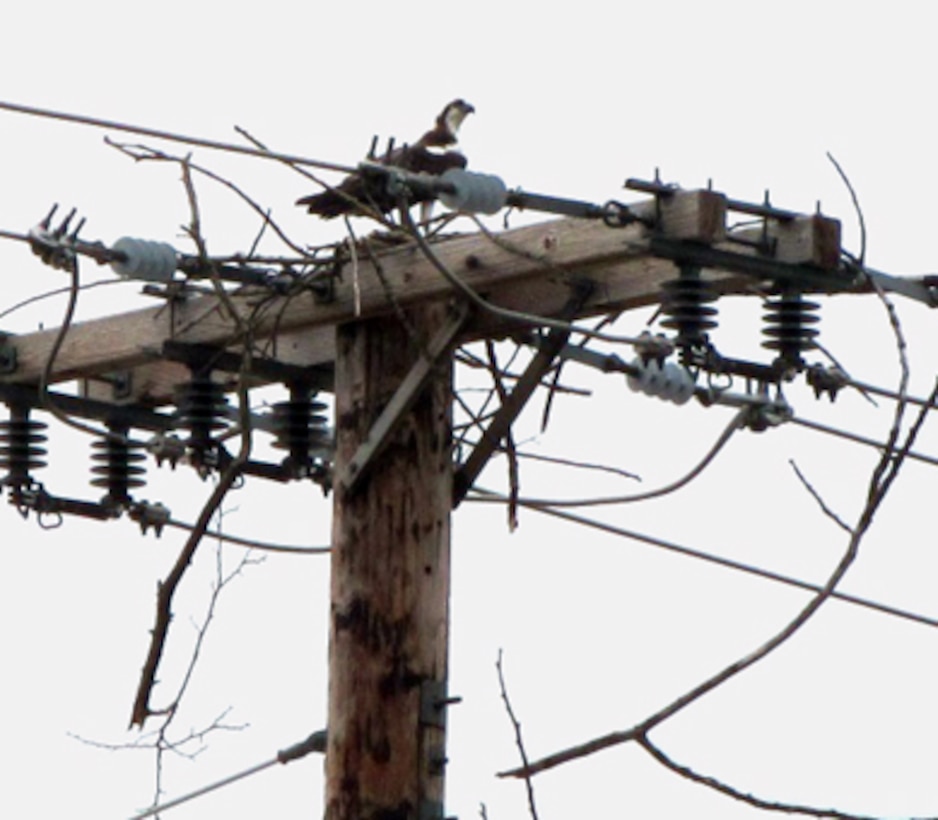 Osprey nest on power poles in and around Shenango River Lake. Managers are working with other agencies and the power company to resolve the issue.