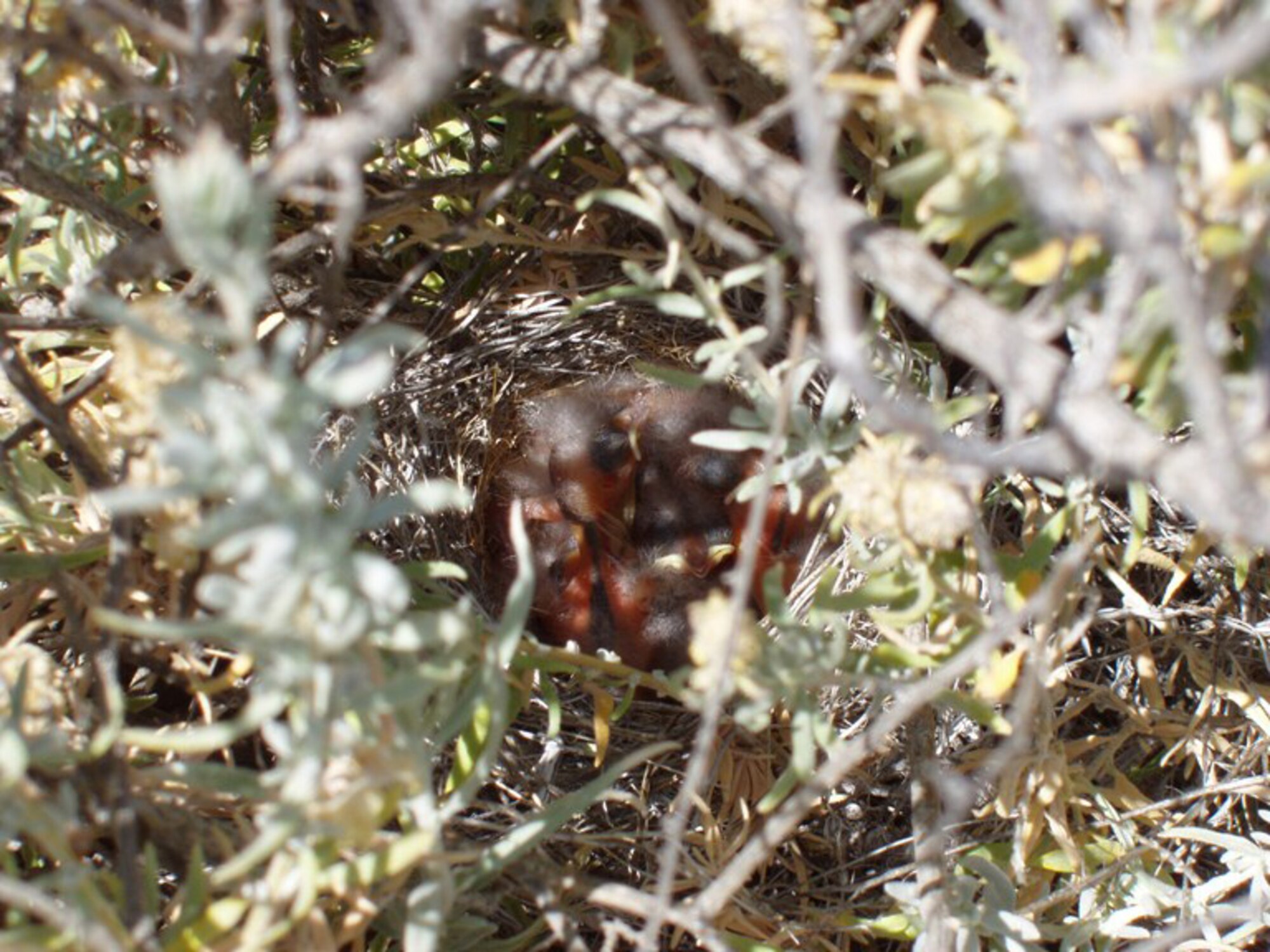 Baby Sage Sparrows in a nest amongst some brush.  (Courtesy photo)