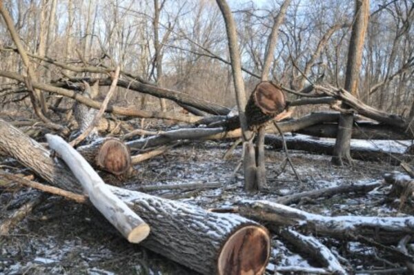 The remnants of black walnut trees and other species litter the forest floor following the theft of the walnut sawlogs (a log of suitable size for sawing into lumber). 