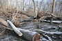 The remnants of black walnut trees and other species litter the forest floor following the theft of the walnut sawlogs (a log of suitable size for sawing into lumber). 