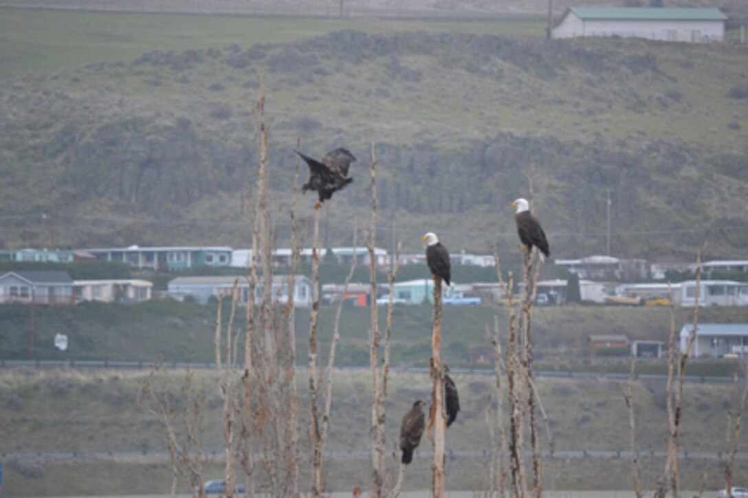 Westrick Park at The Dalles Dam has become a prime roosting habitat for bald eagles in recent years.