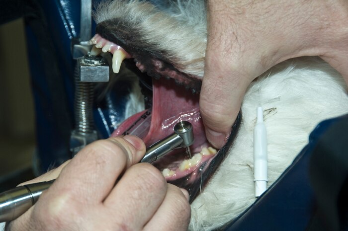 Dr. Michael Simpson, Veterinary Medical Officer, cuts into Eliot Thompson’s, a Jack Russell Terrier mix, tooth during a canine tooth extraction to treat a tooth infection at the Nellis Veterinary Treatment Facility Feb. 20, 2013, Nellis Air Force Base, Nev. The Nellis Veterinary Treatment Facility has begun offering dental procedures and other small surgical procedures. (U.S. Air Force photo by Airman 1st Class Timothy Young)