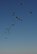A U.S. Air Force C-130J Hercules aircraft drops Soldiers during Joint Operational Access Exercise (JOAX) 13-02 at Camp Mackall, N.C., Feb. 24, 2013. A JOAX is designed to enhance service cohesiveness between Army and Air Force personnel, allowing both services an opportunity to properly execute large-scale heavy equipment and troop movement. (U.S. Air Force photo by Airman 1st Class Jasmonet Jackson/Released)
