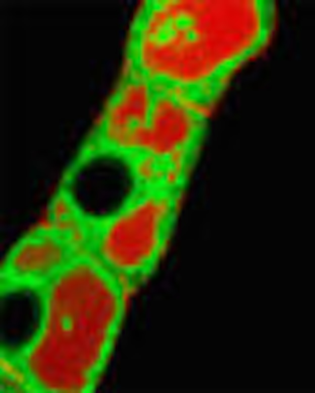 Hyperspectral reflectance