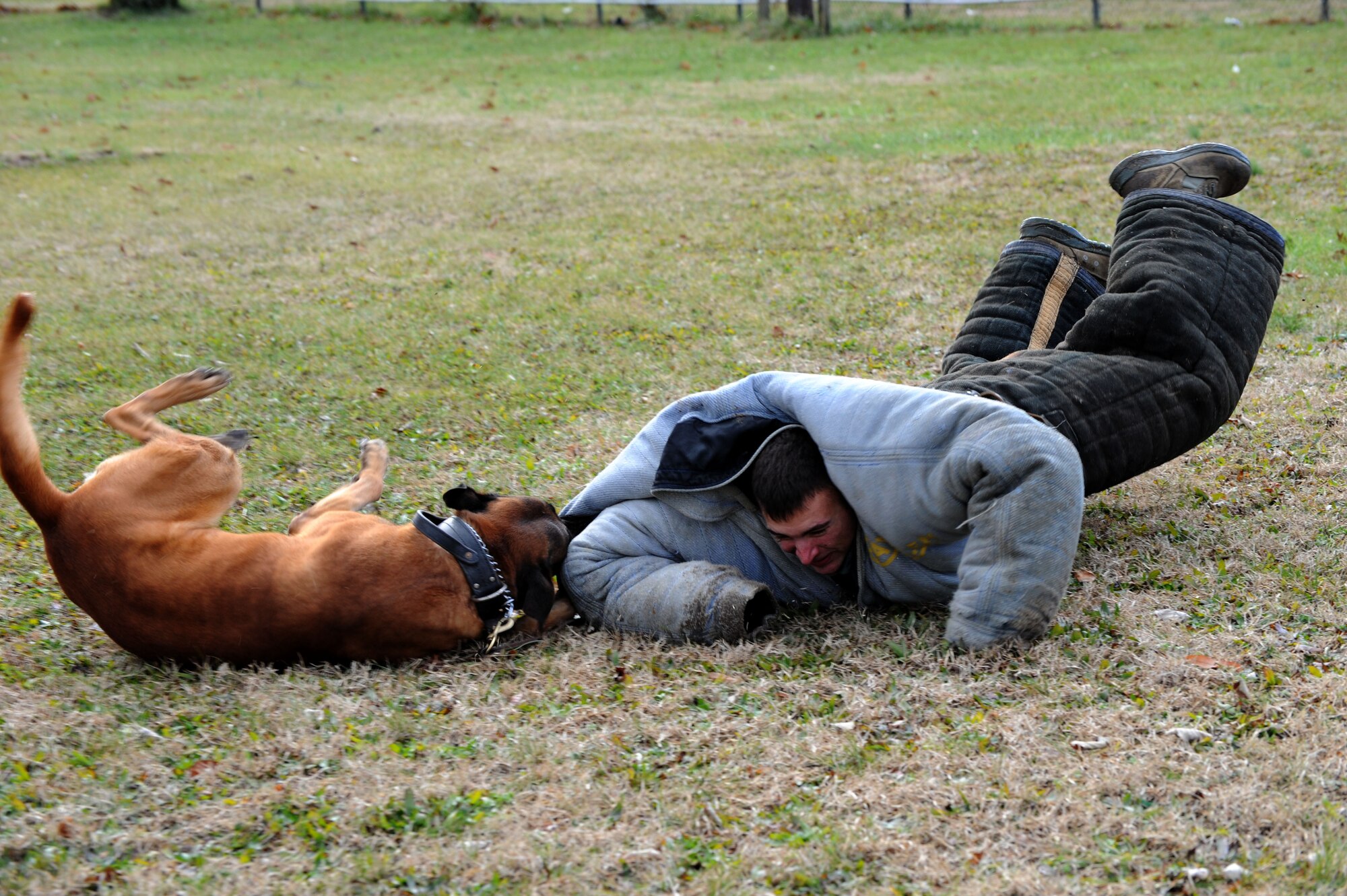 Staff Sgt. Joshua Aleprete, 11th Security Forces Group military working dog handler, is thrown to the ground by Lenox, a MWD, during a demonstration before the 2012 Military Bowl at RFK Stadium Dec. 27, in Washington, D.C. Aleprete is one of several Airmen, assigned to Air Force District of Washington located at Joint Base Andrews, Md., who spent time before the game explaining his military profession to spectators. (U.S. Air Force photo by Tech. Sgt. Tammie Moore) 