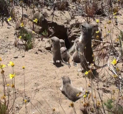 The Mohave ground squirrel is a California-listed endangered species and is a Priority 1 species for the U.S. 