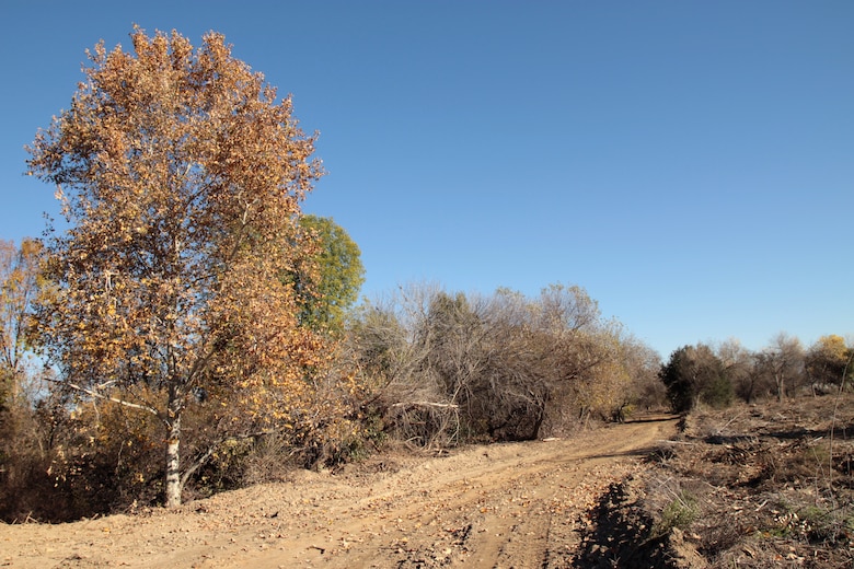 During work on the Sepulveda Basin vegetation management project that began Dec. 10, 2012, access roads were opened to facilitate debris removal. In all, roughly 80 tons of trash were removed and underbrush was knocked down in preparation for mulching. Phase one of the five-year project is barely 25 percent complete with mulching still required, as well as selective treatment of non-native vegetation. Non-native trees and invasive species will be further identified and removed to complete phase one.  