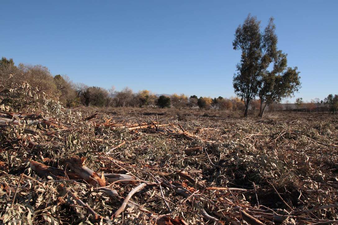 Debris from a Eucalyptus tree is shown in the foreground in the Sepulveda Basin Jan. 3. Only two other non-native trees were removed; a Palm, and a Pine, during work for a vegetation management project that began Dec. 10, 2012. The removal of bushes and brush could not have been done more selectively because of the degree to which the non-native vegetation had overtaken the native vegetation. The Corps did not bulldoze [clear cut] vegetation and root balls for native vegetation remain.