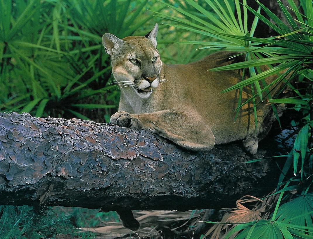A unique collaboration between federal, state and private organizations preserved the single most important area in Florida for ensuring the natural recovery of Florida panthers. USACE file photo.