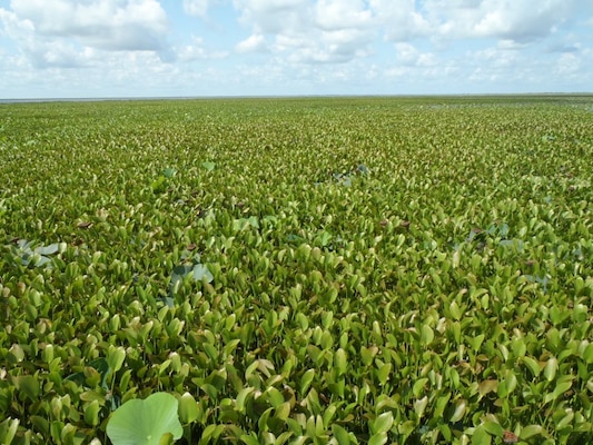 A warmer than normal winter and heavy early season rains contributed to the highest levels of water hyacinth on the St. Johns River and Lake Okeechobee since 1986. 