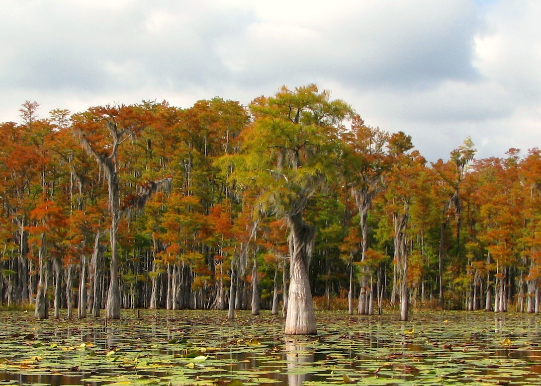 Cypress trees dominate the forested wetlands that occupy about 1.6 million acres or 5 percent of the state of Florida’s landscape, according to the University of Florida Institute of Food and Agricultural Sciences Extension website. The most flood-tolerant of all Florida tree species, cypress is the largest tree in North America east of the Rocky Mountains and can live for hundreds of years. The Corps protects such aquatic resources through its regulatory program; Jacksonville District’s is the largest program in the nation. 