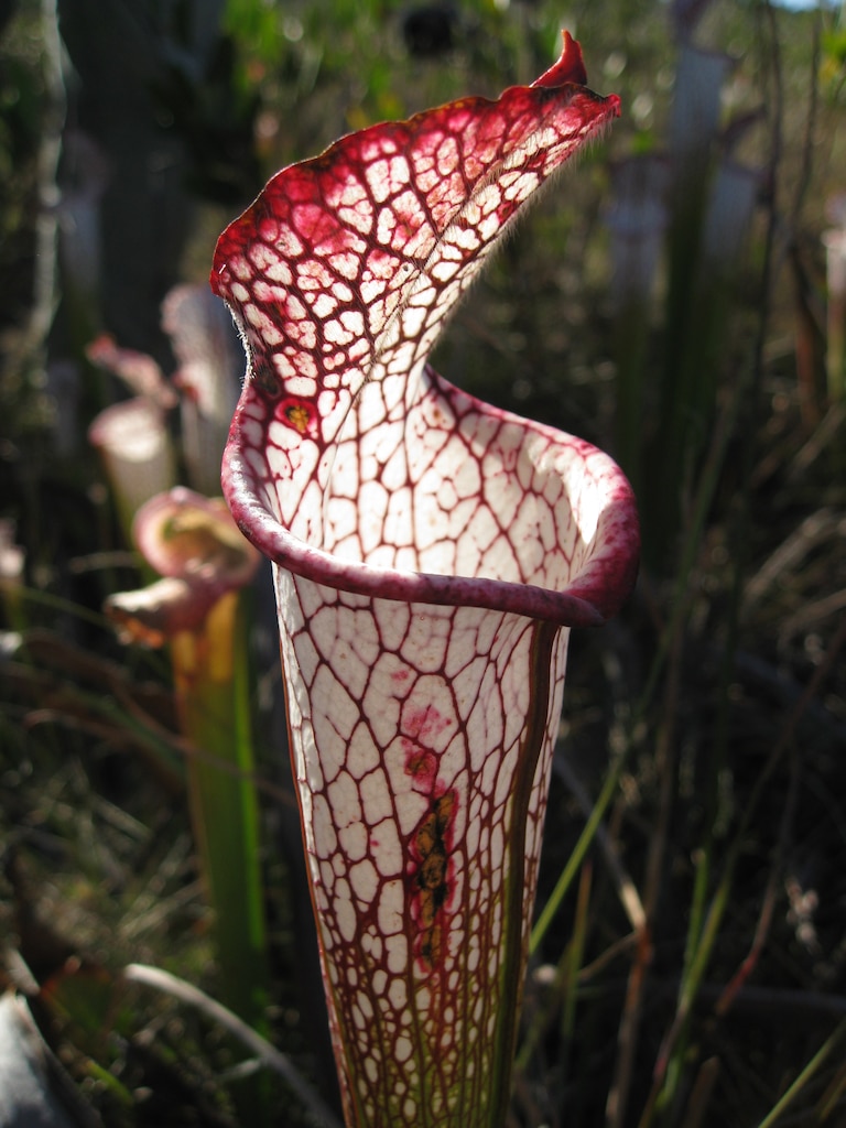 Six species of pitcher plants (Sarracenia) are found in Florida’s wetlands, with the greatest concentration found from Franklin County to Escambia County. The unique plant is carnivorous, attracting and trapping insects that decompose in the plant’s liquid, creating a nitrogen-rich “fertilizer.” England and Japan both have gardens that feature North American pitcher plants, and they are a major attraction. According to the Florida Department of Environmental Protection, pitcher plant habitat in Florida is “at risk, primarily from lack of fire management and from drainage by ditching.” All wild pitcher plants are protected by state and federal laws. 