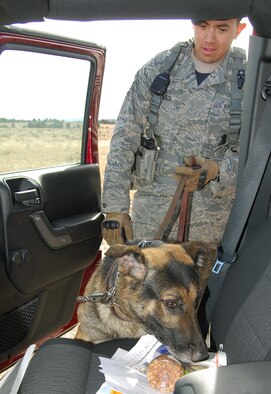 Staff Sgt. Phillip Mendoza III and Benga check a vehicle during an inspection at the Air Force Academy Jan. 7, 2013. Although possession of marijuana is legal in Colorado under Amendment 64 of the state constitution, security forces personnel at the Academy regularly conduct vehicle inspections and will either turn away or issue a magistrate court summons to anyone who is found in possession of marijuana. Mendoza is a military working dog handler with the 10th Security Forces Squadron. (U.S. Air Force photo/Don Branum)