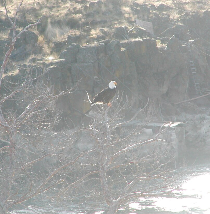 Eagles winter at The Dalles Dam between November and March.  Visitors can see them from the The Dalles Dam Visitor Center parking lot.