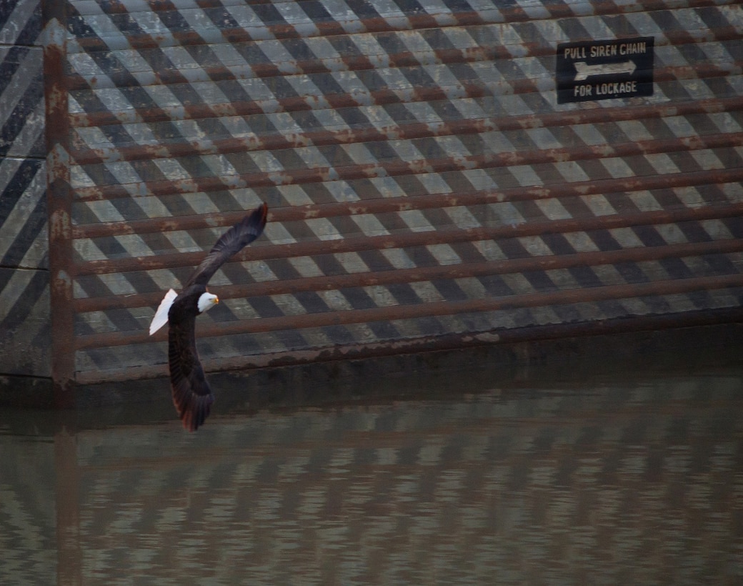 A bald eagle fishes in the early morning at Newburgh Locks and Dam on the Ohio River at Newburgh, Ind. (U.S. Army Corps of Engineers photo by Tré Barron)