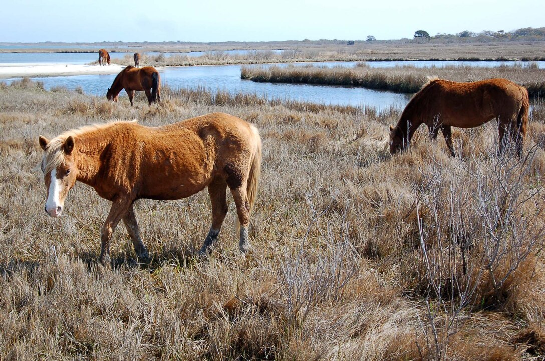 Wild horses on Assateague Island National Seashore near Ocean City, Maryland feed on winter grass.  The federally protected feral horses are beleived to be descendants of horses that were brought to barrier islands like Assateague in the late 17th century by mainland owners to avoid fencing laws and taxation of livestock. The U.S. Army Corps of Engineers Wilmington District plays a small role in helping all protected animals on the island by reducing erosion on the perimeter of Assateugue Island.  The shallowdraft vessel CURRITUCK dumps material taken from the Harbor at Ocean City and dumps it near the shoreline.  Waves sculpt the dredged material to give the beach a natural look. (USACE photo by Hank Heusinkveld)   

 