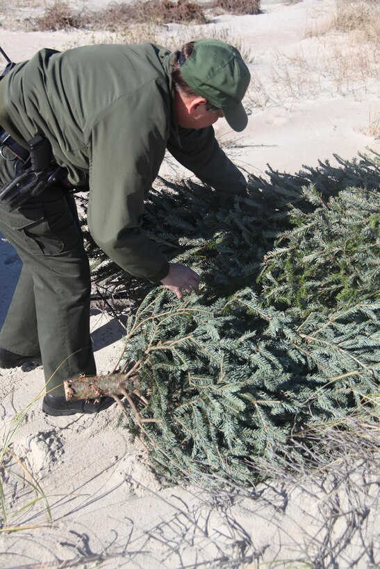 Paul Branch, a Fort Macon National Park ranger, places a recycled Christmas tree on a dune at the park Jan. 7. The rangers use the trees to shield the dunes from wind erosion.