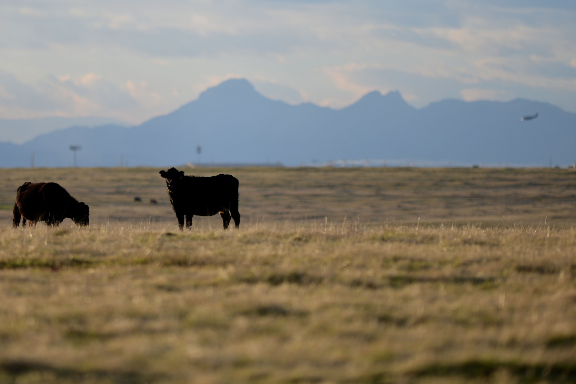 Cattle graze on a pasture as an MC-12W Liberty aircraft flies overhead Jan. 9, 2013, at Beale Air Force Base, Calif. Beale's undeveloped land is utilized for cattle grazing which is leased out to local ranchers. (U.S. Air Force photo by Airman 1st Class Drew Buchanan/Released)