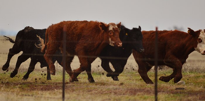 Cattle race towards a pasture as they're corralled by ranchers Jan. 9, 2013, at Beale Air Force Base, Calif. During the winter and spring months cattle are used to suppress fire danger, reduce invasive weeds, protect endangered species and harbor a relationship between the base and local ranchers. (U.S. Air Force photo by Airman 1st Class Drew Buchanan/Released)