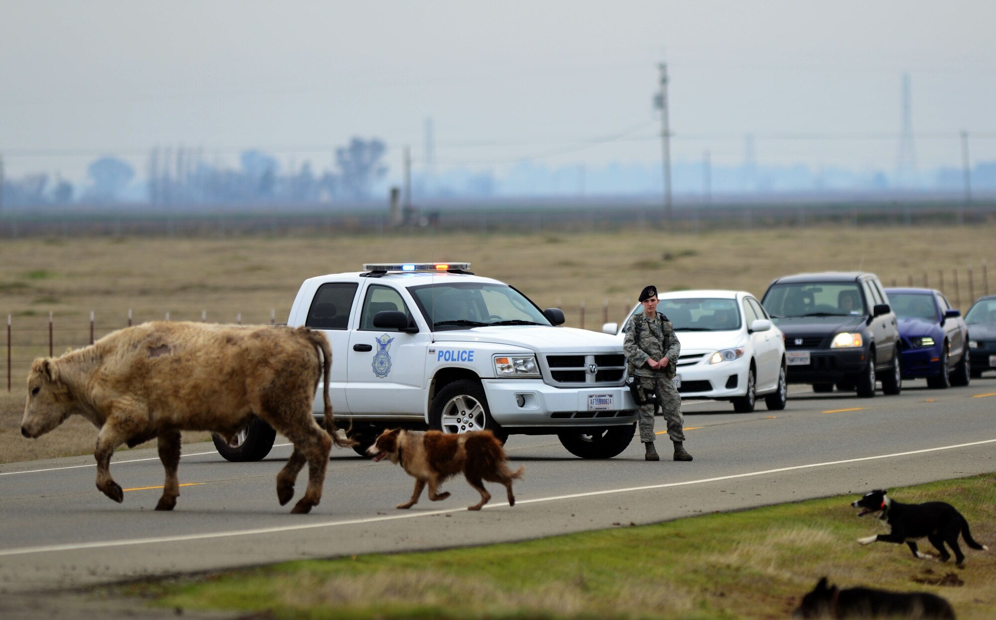 Senior Airman Kirsten Bradley, 9th Security Forces Sqadron partolman, restricts traffic on Gavin Mandery Drive as a heifer is corraled by trained dogs Jan. 9, 2013, at Beale Air Force Base, Calif. (U.S. Air Force photo by Airman 1st Class Drew Buchanan/Released)