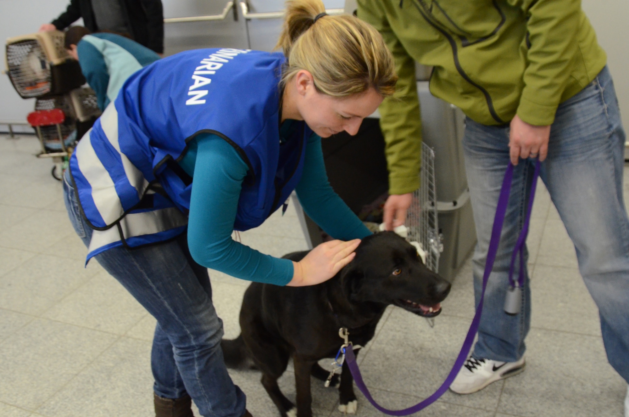 Dr. Jennifer Schiwek, veterinarian of the Kaiserslautern County Veterinary Office, examines Charlie Jan. 15 after arrival from the states at the Ramstein Passenger Terminal. The black Labrador mix is owned by Capt. Heath Hunter, who will be assigned to the 52nd Operations Group in Spangdahlem.  Starting Feb. 1, pet owners importing pets from non-European Union countries have to pay a pet fee of €55. (U.S. Air Force photo/2nd Lt. Kay M. Nissen)