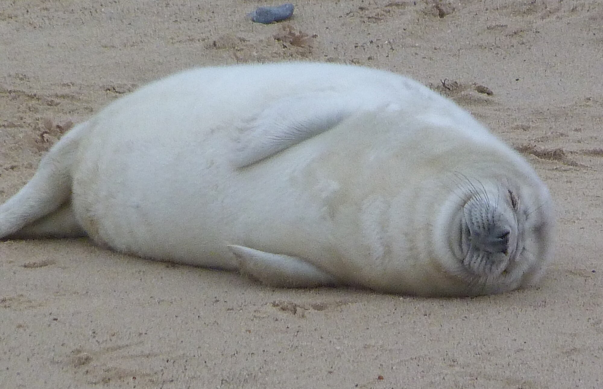 A seal pup lounges on the beach Jan. 4, 2013, at Horsey Gap, Norfolk. Approximately 100 snow-white seal pups are born each year to the light-grey female seals of Norfolk, while the darker males wait in the water. Several hundred have been born since November 2012, and the increase in numbers has meant many visitors for the area. Grey seals can reach up to 11 feet in length, and can weigh up to 680 pounds. (Courtesy photo by Karen Abeyasekere)
