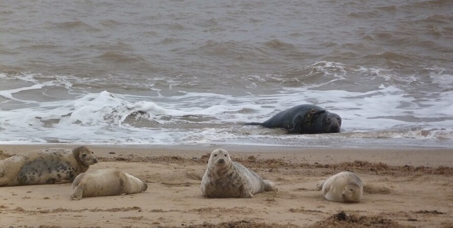 Adult seals bask along the Norfolk coastline Jan. 4, 2013, in Horsey Gap, Norfolk, where hundreds of seal pups have recently been born. The Horsey seal population has risen from 10 in 2003 to around 1,500 in 2013. There is a viewing area running alongside the beach on the sand dunes, and dogs must be kept on a lead at all times. (Courtesy photo by Karen Abeyasekere)